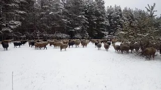 Первый выпас овец по снегу