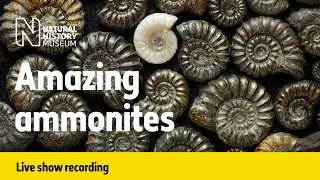 Amazing ammonites | Live talk with NHM scientist