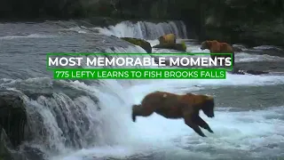 775 Lefty's Belly Flop | Memorable Moments in Bear Cam History