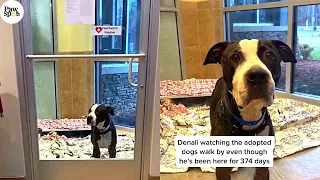 These Dog’s Reaction Of Getting Adopted Is Awesome 🙌
