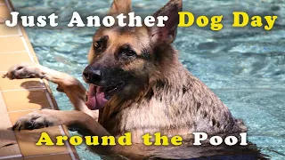 Just Another Dogs Day in the Pool - Dog TV - Please Subscribe