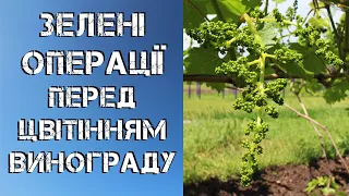 Зелені операції перед цвітінням винограду