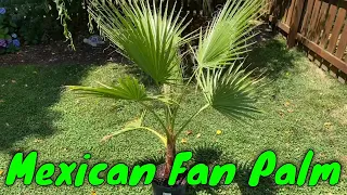 Mexican Fan Palm (Washingtonia robusta)