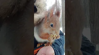 Белка ест орех / A squirrel eats a nut
