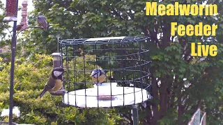 Mealworm Feeder Live (PM 18 May 2024)