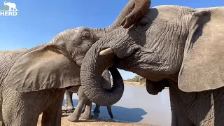 Playtime & Bonding at the Elephants’ Waterhole! Cute Khanyisa & Timisa Moments 🩷