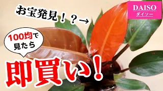 100均観葉植物のコレ、あの”高級品種”かも！？【フィロデンドロン】