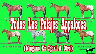 Pelajes Appaloosa (Oficiales en el ApHC)🐴-Del Cerro Soy