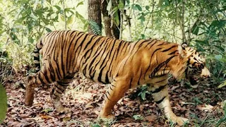 Jungle Jim lion vs sumatran or malayan tigress (When lies are exposed)