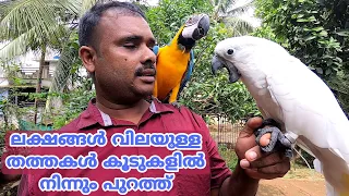 Umbrella White Cockatoo | Cockatoo in Malayalam