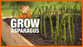 How to Grow Asparagus | Edible Gardening | The Home Depot