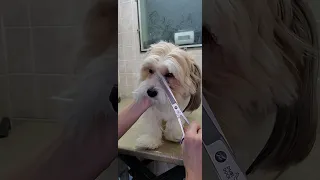 How to trim a dogs face with scissors demonstration, no restraints, dog grooming from home, Shih-Tzu