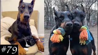 Funny and Cute Dobermans | Cuter Than Others!