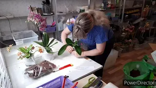 Отправка Цветущих Орхидей СДЕК/Супер Упаковка/ Счастливые Владелице Шикарных Орхидей