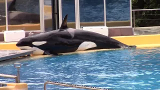 Loro Parque Tenerife Orca Killer Whale Show 4.10.2021