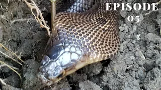 Dig a cave to catch snakes episode 05: Giant| Hunting Catching TV