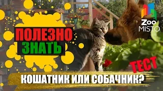 Полезно знать с ZooMISTO | Кошатник или собачник? Tест