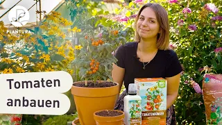 Tomaten anbauen: 5 Tipps für eine erfolgreiche Tomaten-Anzucht