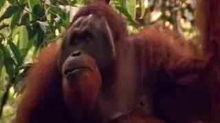 Orangutans | Male VS Female | Indonesian Fire Islands | BBC Studios