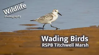 Wading Birds at Titchwell Marsh | UK Wildlife and Nature Photography | Canon R5