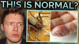 Swedish Dude Reacts to 10 Most Dangerous Animals in the U.S.