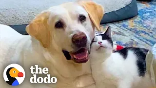 Tiny Kitten Won't Let Anyone Near "Her Man" | The Dodo Foster Diaries