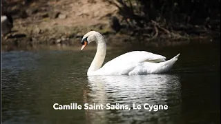 Camille Saint-Saëns, Le Cygne