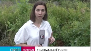 Город. 29/06/2017. GuberniaTV