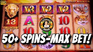 50+ spins on MAX BET on Buffalo Gold in Las Vegas