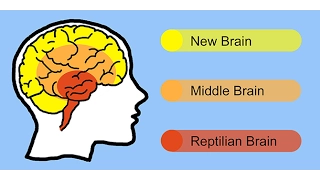 The reptile brain, how it affects us daily&how to achieve your goals no matter how far away they are