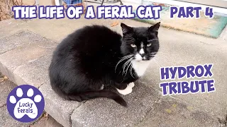 Hydrox TRIBUTE * Part 4 * Feral Cat Video COMPILATION * The Life Of A Feral Cat