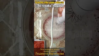 Очищение красной икры блендером (весь процесс)