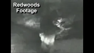 Redwood Bigfoot Footage - The Playmate footage