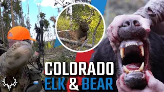 8 Days Hunting Colorado Elk & Bear