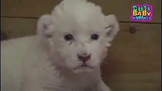 Cutest White Lion Cubs Roar and Can't Stop Playing