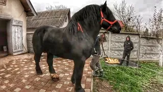 НОВИНКА! ЖЕРЕБЕЦЬ НА ПАРОВКУ/ПЕРШЕРОН ЮРА/Коні Ваговози/horses in Ukraine