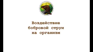 Воздействие бобровой струи на организм