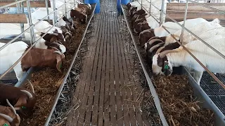 Boer Goats - JSJ Goat Farm