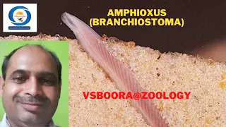 Amphioxus (Branchiostoma) general morphology1#VSBoora@Zoology#