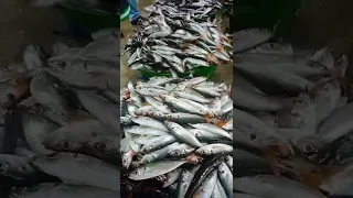 MGA SARIWANG ISDA BUROT PULA BUNTOT #shorts #viral #trending