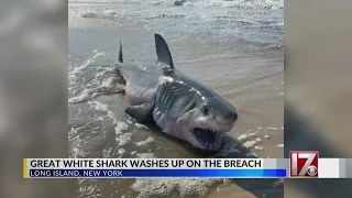 Great White Shark washes ashore in New York