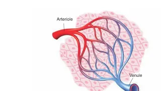 Vascular changes of acute inflammation