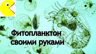 Фитопланктон своими руками