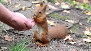 Белка ест кедровые орешки. The squirrel eats pine nuts.