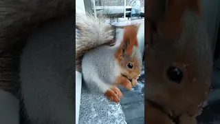 Дуся смотрит, чтобы я не убирала ладонь#nature#squirrel#белка#animals