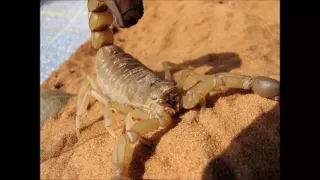 Bug bites- Why do scorpions glow under UV?