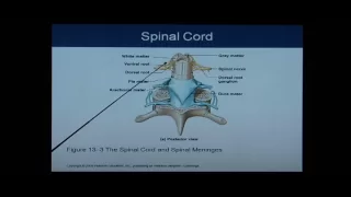 Anatomy and Physiology Chapter 13 Spinal Cord: Anatomy and Physiology Help