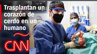 Escucha a los médicos que trasplantaron un corazón de cerdo modificado genéticamente a un hombre