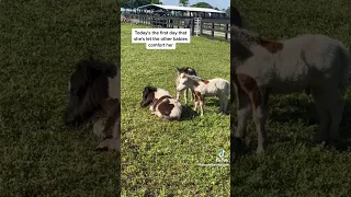 The Cutest Miniature Shetland Foal 🐴🥺😍