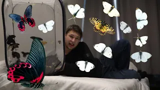 Releasing 100 BUTTERFLIES In A HOTEL ROOM !!!!!!